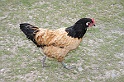 BUGA Schwerin   120